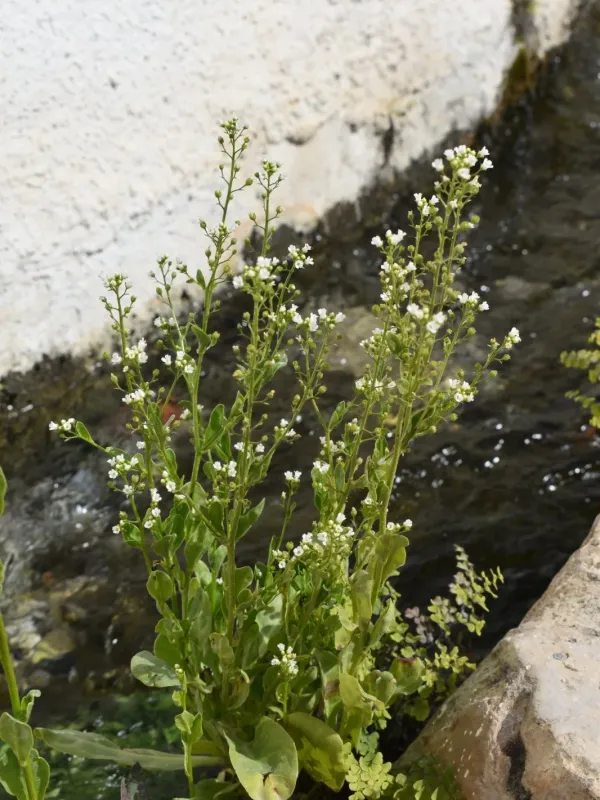 Brookweed