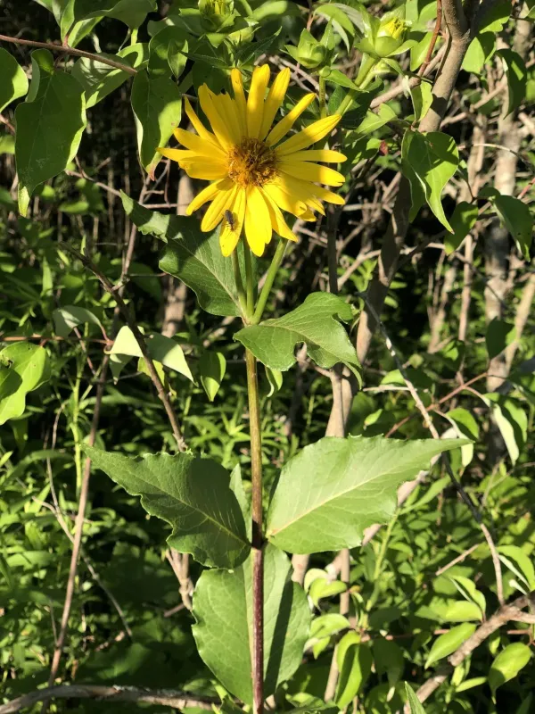 Silphium integrifolium