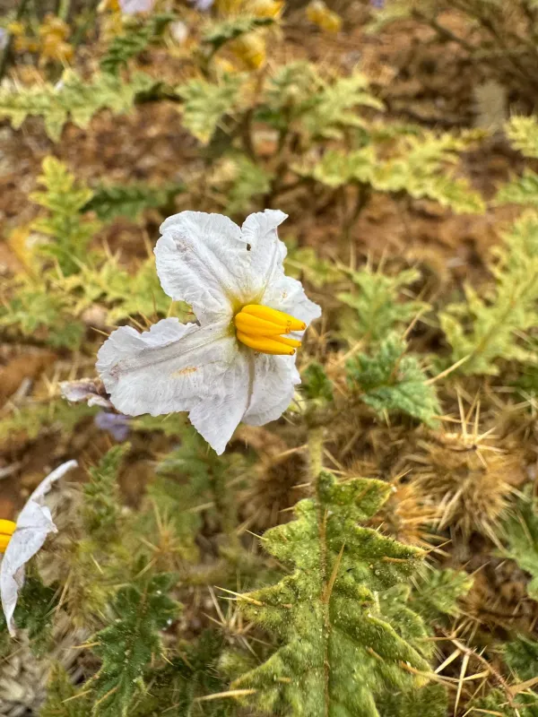Solanum hoplopetalum