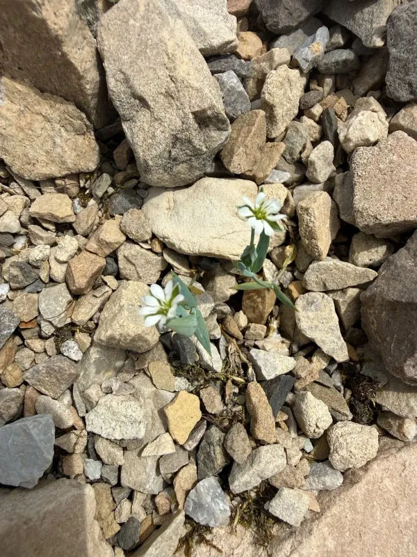Long-stalk starwort