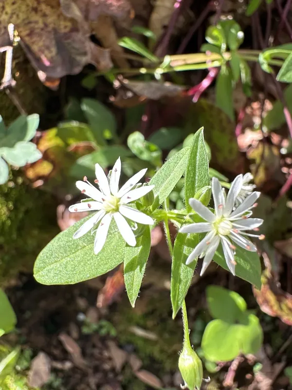 Stellaria pubera