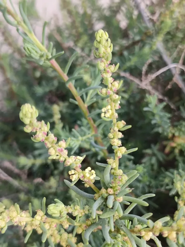 Suaeda vera