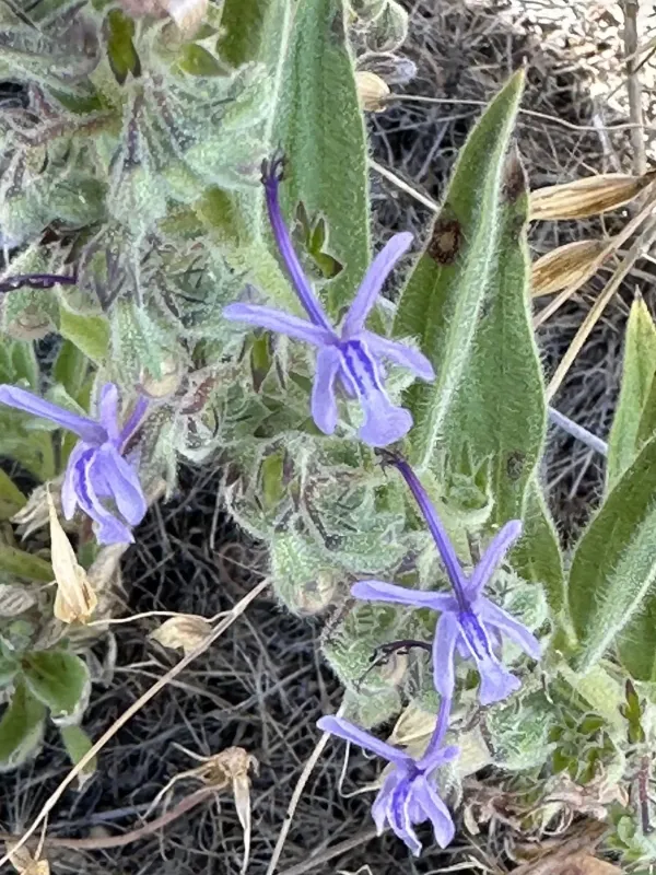 Bluecurls