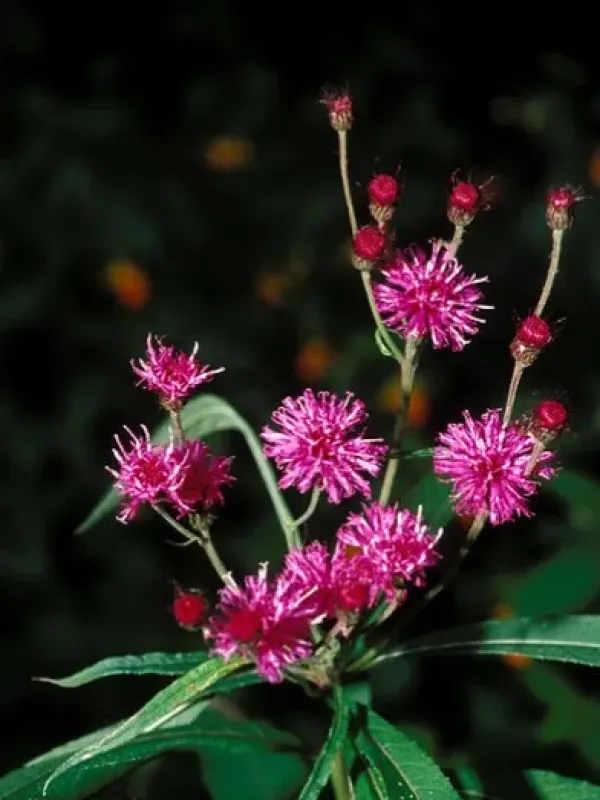 Tall ironweed