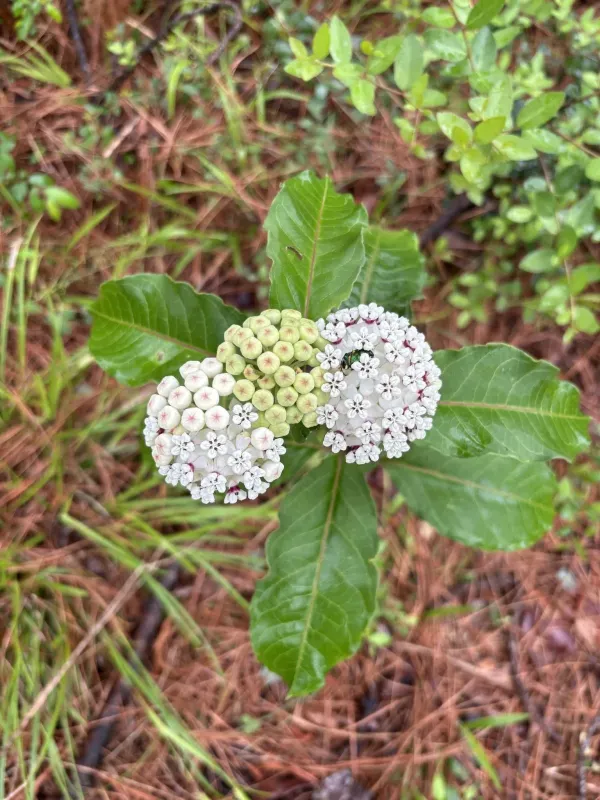White milkweed