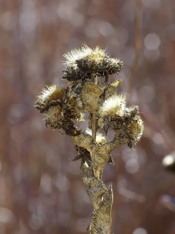 Ciliated gumweed