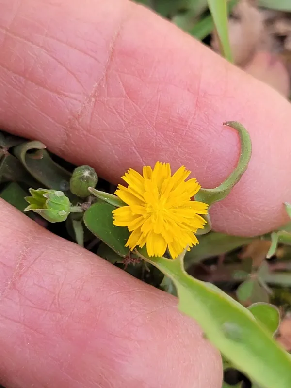 Krigia cespitosa