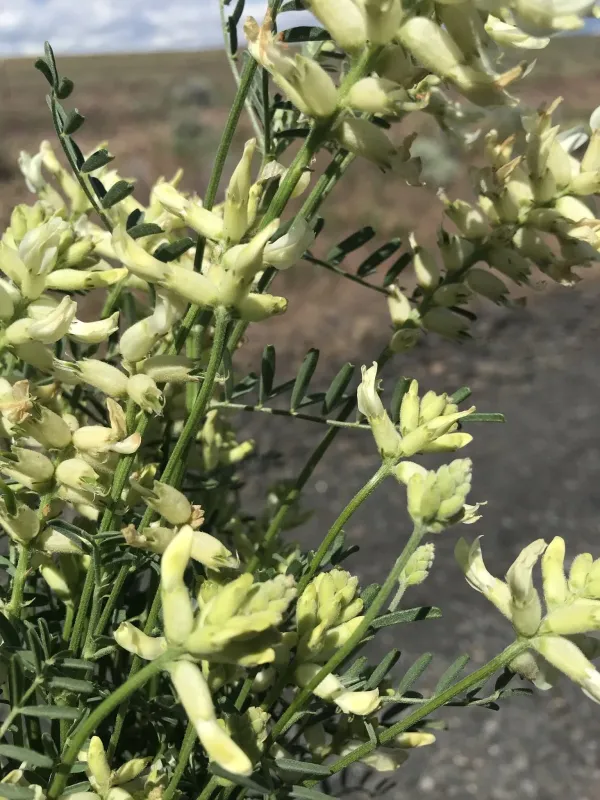 Astragalus tweedyi