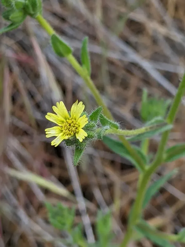 Slender tarweed