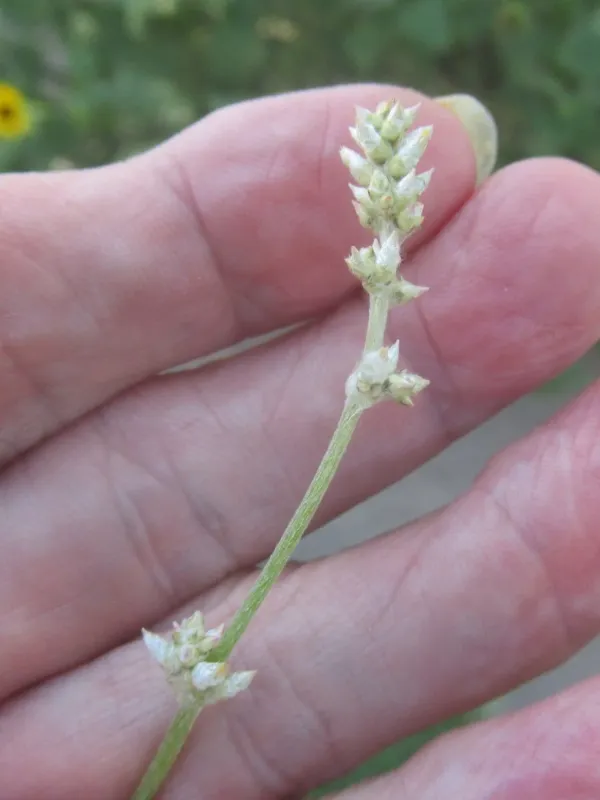 Slender cottonweed