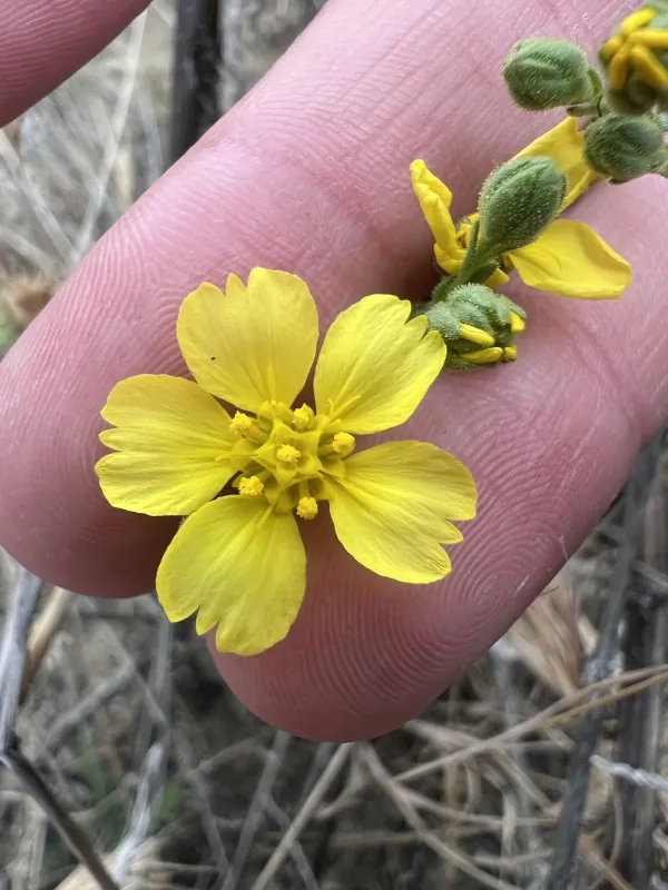 Kellogg's tarweed