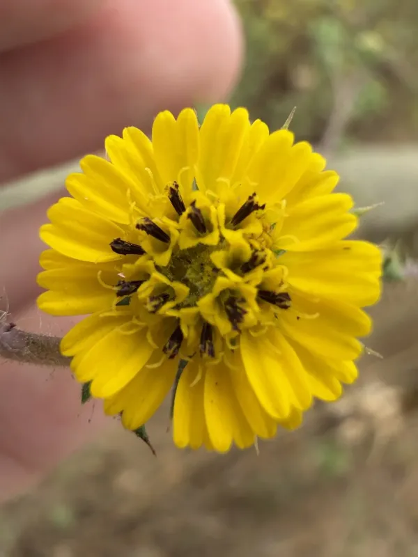 Centromadia parryi