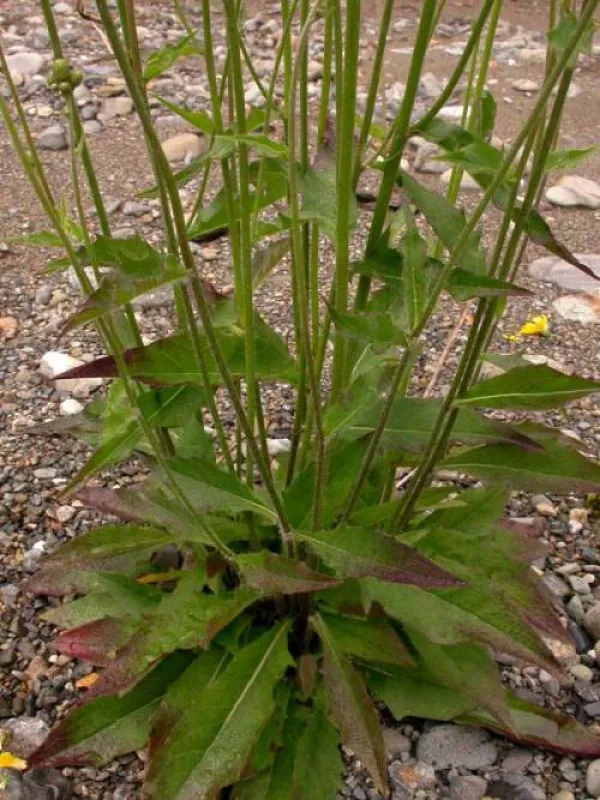 Hieracium atratum