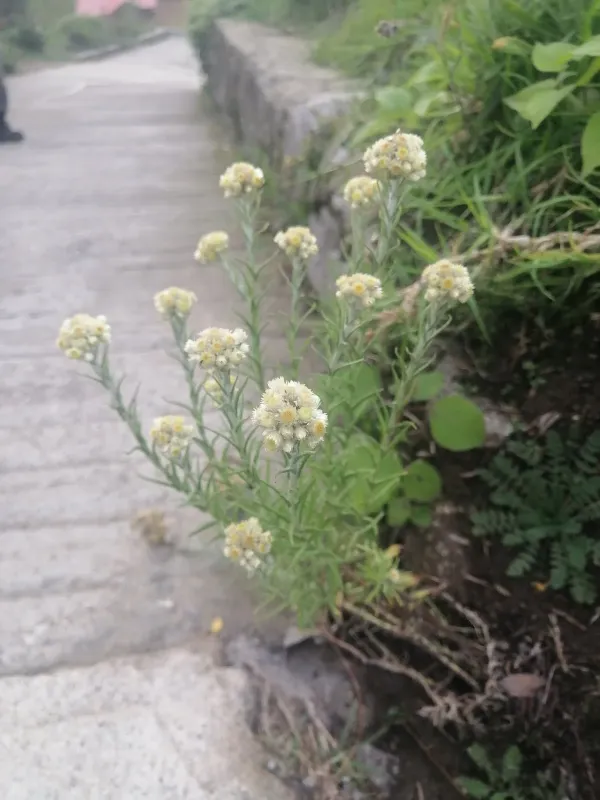 Sticky cudweed