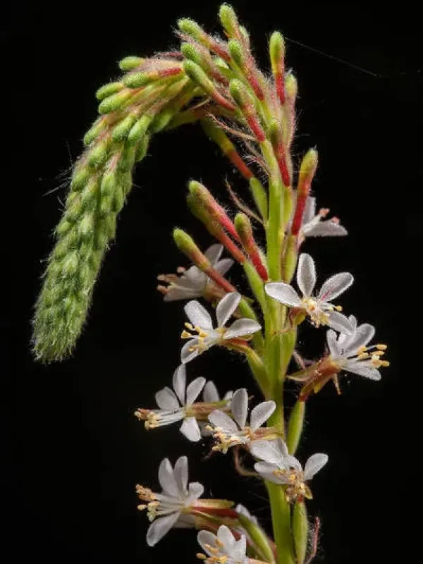 Soft gaura