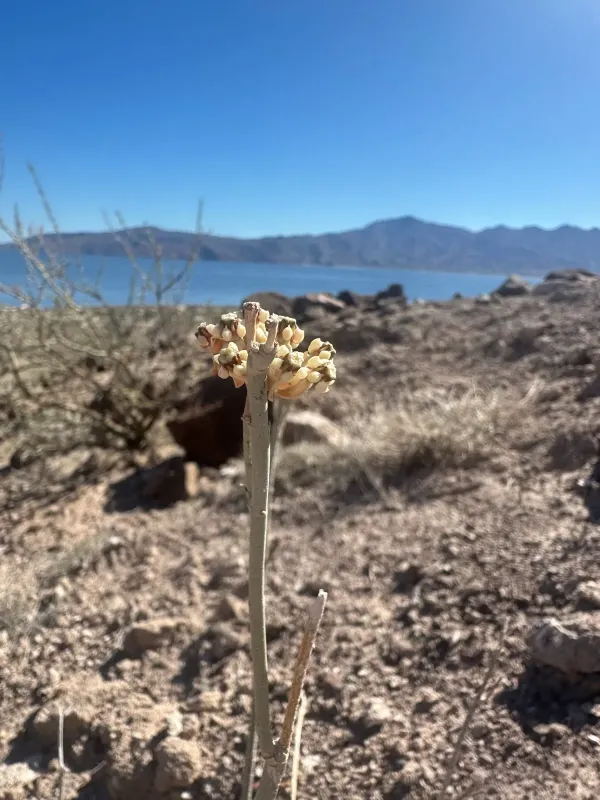 White-stem milkweed
