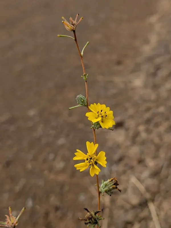 Calycadenia truncata