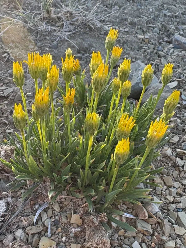 Stenotus armerioides