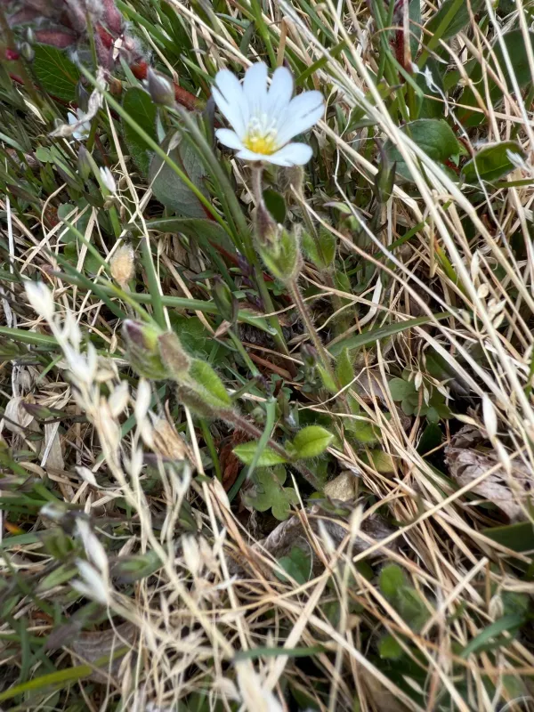 Bering chickweed