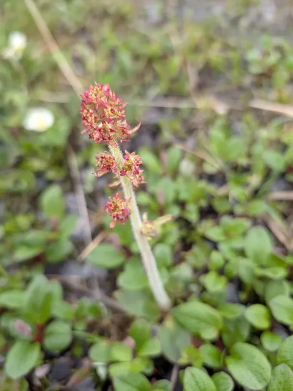Hawkweed-leaved saxifrage