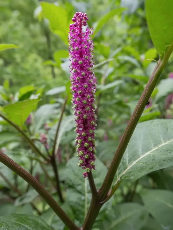 Phytolacca polyandra