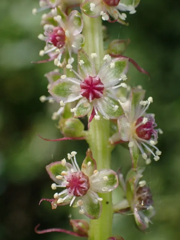 Mexican pokeweed