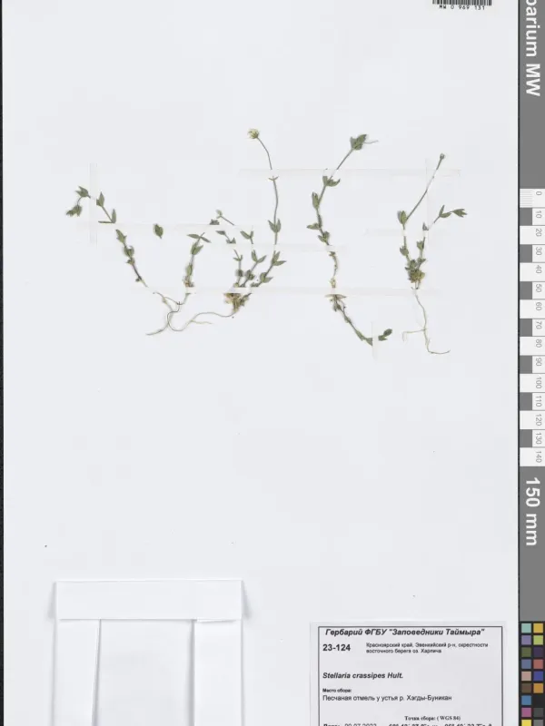 Tundra chickweed
