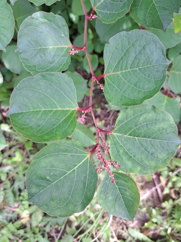 Reynoutria compacta