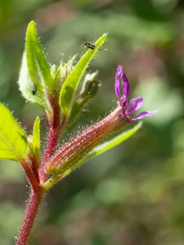 Petiolate loosestrife