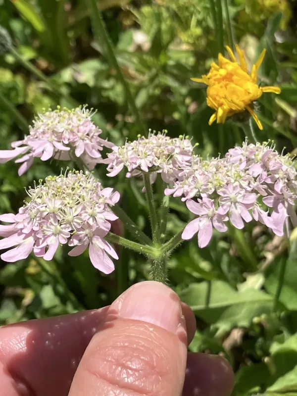 Austrian hogweed
