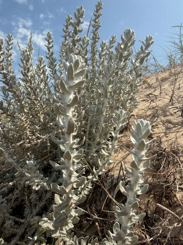 Sea cudweed