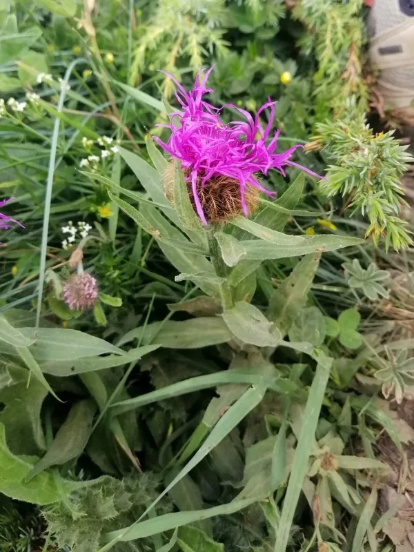 Centaurea uniflora