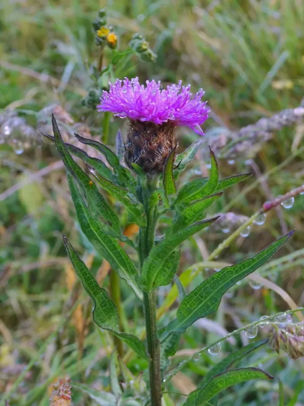 Centaurea decipiens