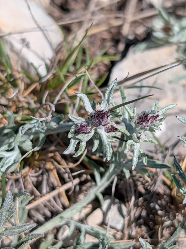 Centaurea hanryi