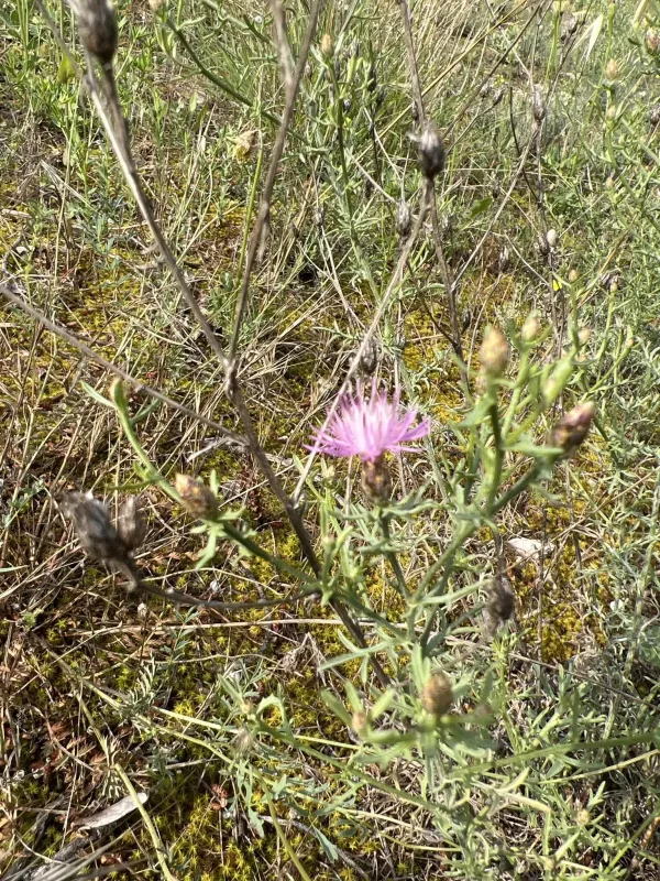 Centaurea leucophaea