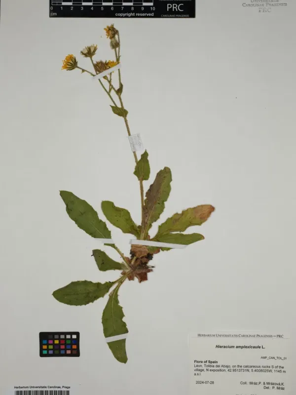 Amplexicaul hawkweed