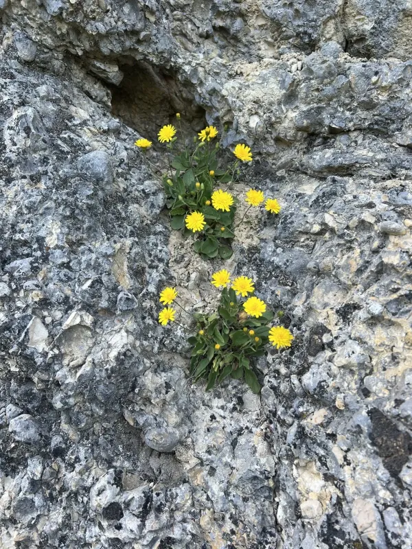 Low hawkweed
