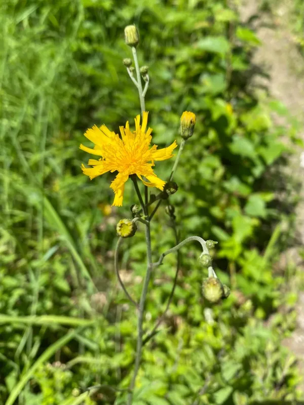 Smooth hawkweed