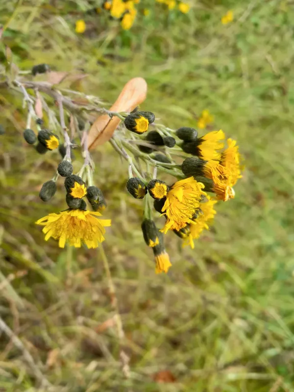 Savoys hawkweed