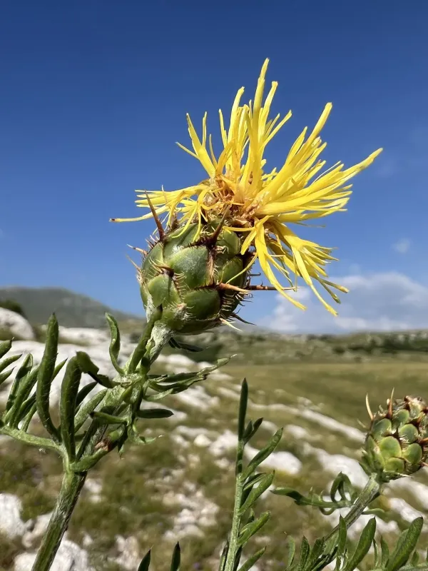 Rock knapweed