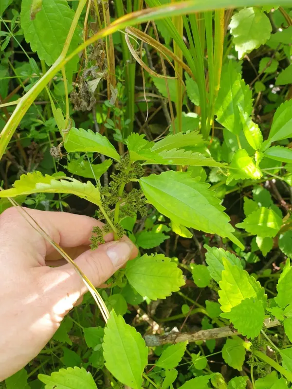 Pilea fontana