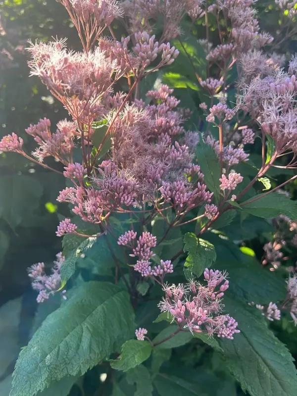 Coastal Joe-Pye weed