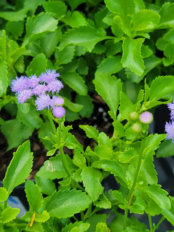 Beach ageratum
