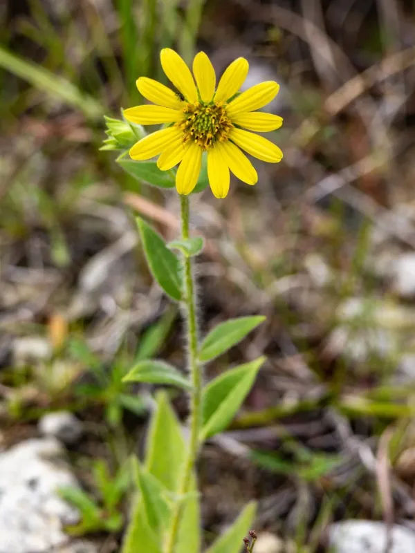 Silphium mohrii