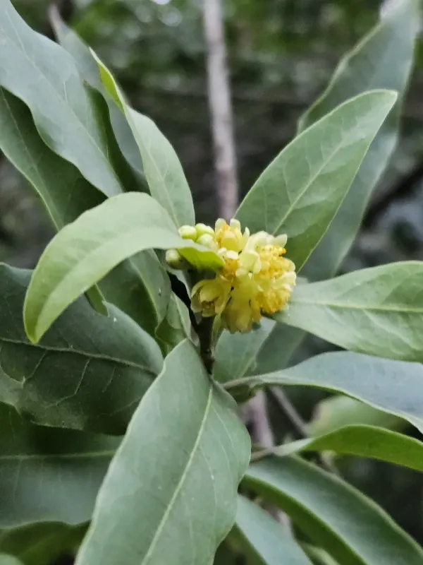 California bay