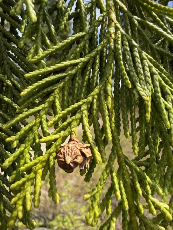 Nootka cypress