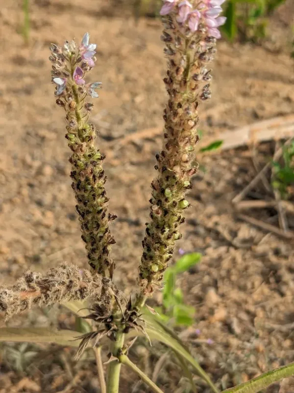 Uraria picta