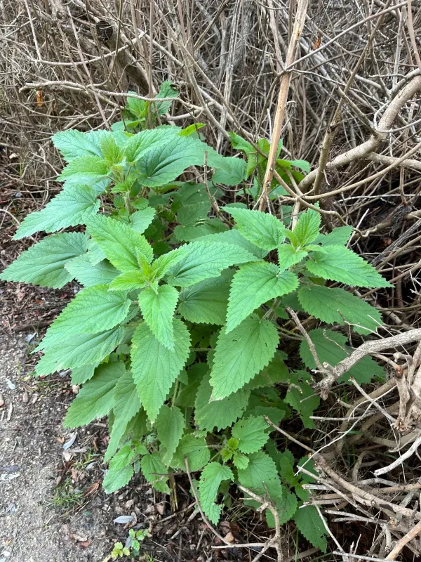 Graceful stinging nettle