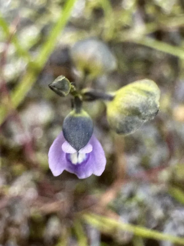 Utricularia yakusimensis