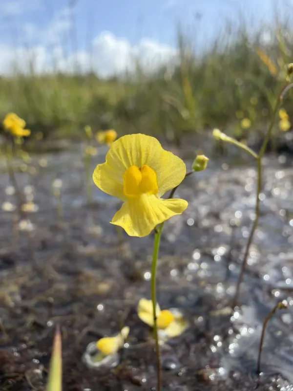Humped bladderwort